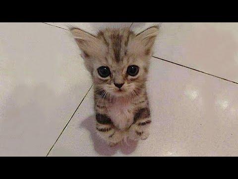 The funniest animals / Fun with cats and dogs 202 #Video
