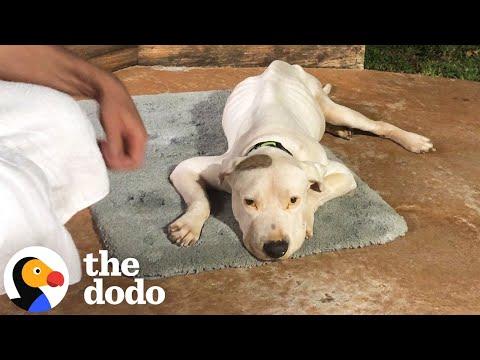 No One Thought He’d Survive, Now Watch This Pittie's Incredible Comeback #Video