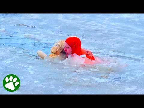 Firefighters Rescue Golden Retriever From Icy Lake #Video