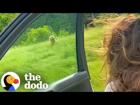 Sisters Rescue Dog On Side Of Highway #Video