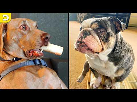 Funniest Dog Videos On The Internet #Video
