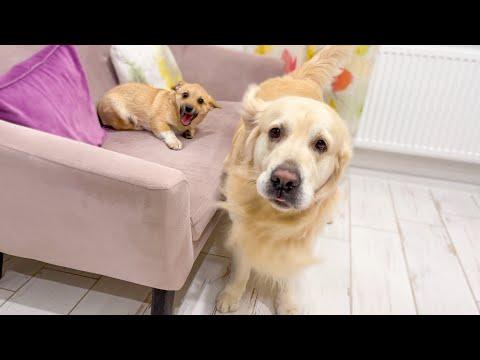 Golden Retriever and Puppy Playing on the Sofa #Video
