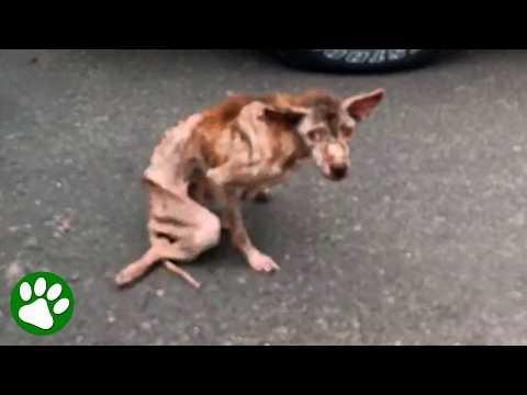 Walking pink skeleton turns into the most beautiful brown dog #Video