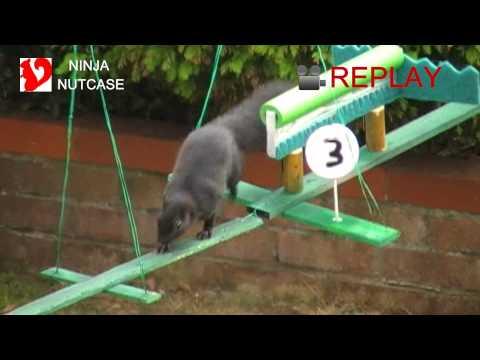 Squirrel Grand National
