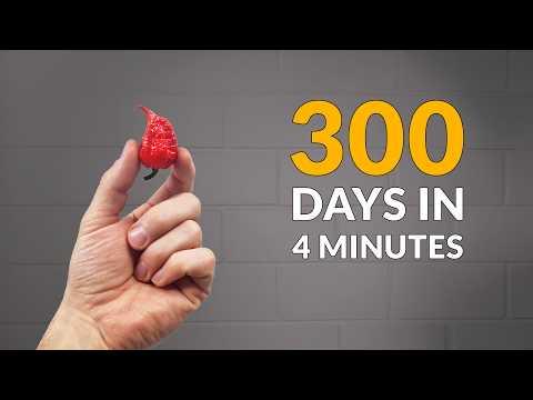 I Made a Bonsai Tree From The Worlds Hottest Chili Pepper #Video