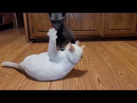 Showdown! Serafina fox vs Xerxes cat #Video