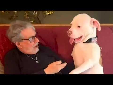 Three-legged dog convinces grandparents to like pitbulls #Video