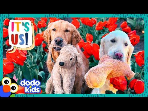 Can These Golden Retrievers Rescue Their Stuffed Animal Friends? | Dodo Kids  #Video