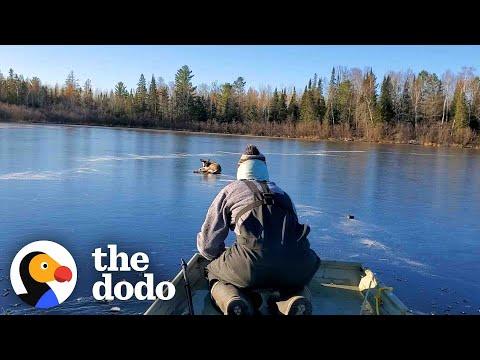Couple Rescues Deer Stuck In Middle Of Frozen Lake #Video