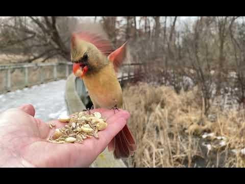 Hand-feeding Birds in Slow Mo - Northern Cardinal #Video