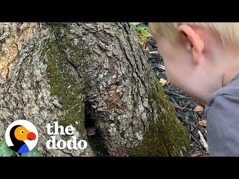 Family Creates Magical Cottage For Toad #Video