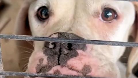Sad Skinny Boxer Begs For Someone To Rescue Her #Video