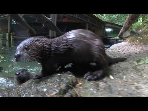 Meet Flora and Hobson, the rescued river otter pups