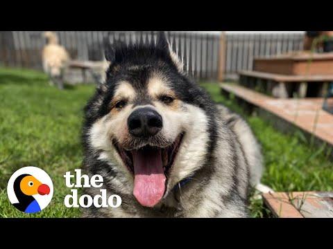 Watch This 210-Pound Husky Lose A Ton Of Weight In 6 Months #Video