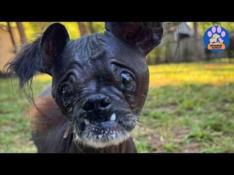 They Abandoned This Blind Dog Because He Smelled…Until One Woman Took Him Home #Video