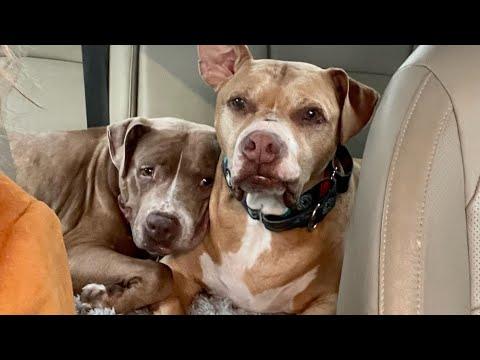 Two senior dogs lost their best friend. Now they keep snuggling each other. #Video