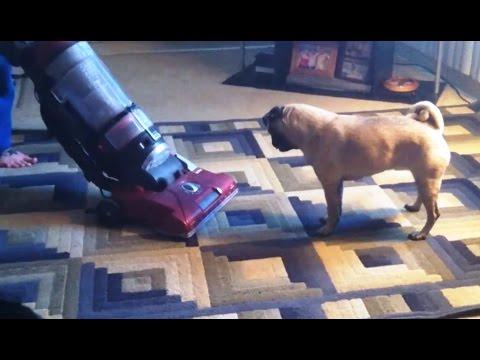 Pugs Vs. Vacuum Cleaners Compilation