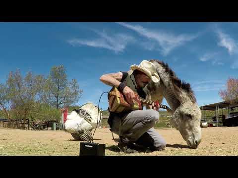 Hazel the Donkey with a Gas Can Guitar #Video