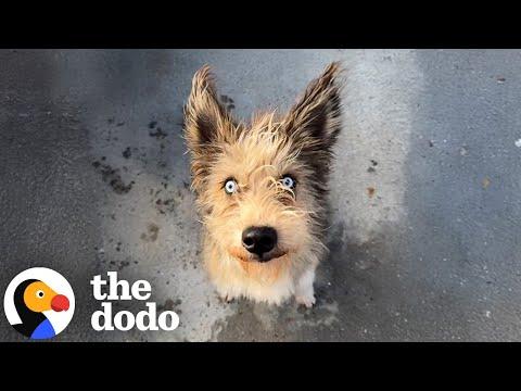 Woman Rescues A Blind Dog While On Lunch Break #Video