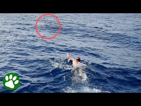 Snorkelers realize something is stuck under drifting plastic bag #Video