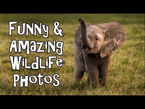 Funny And Amazing Wildlife Photography