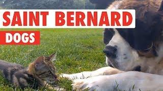 Breed All About It: St. Bernards