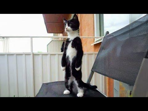 Tuxedo cat behavior! | Funny cat videos #Video