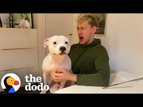 Pittie Is Obsessed With His Wild And Crazy Uncle #Video
