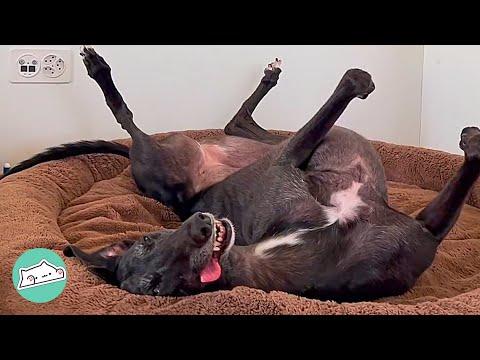 Racing Survivor Greyhound Makes Woman Laugh Despite Rough Past #Video