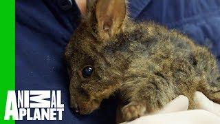 Carefully Cleaning Up A Nasty Wound On The Cutest Baby Wallaby | Vet Gone Wild