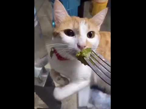 Cat sniffs broccoli and gags video.