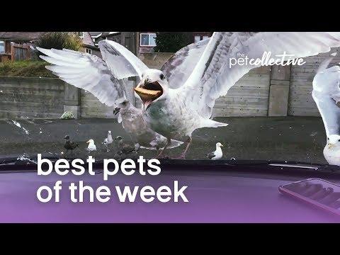 Best Pets of the Week (August 2019) Week 2