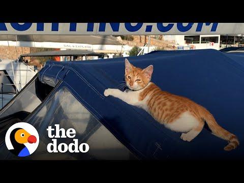 This Cat Showed Up At Marina To Choose His New Family #Video