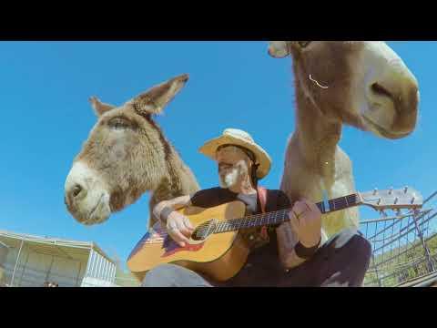 Donkeys love the Sunshine on their shoulders #Video