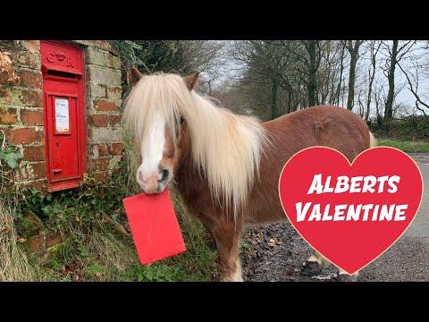 My Pony found LOVE this VALENTINE! | Funny Video | Cute Animals | Albert & Ernie
