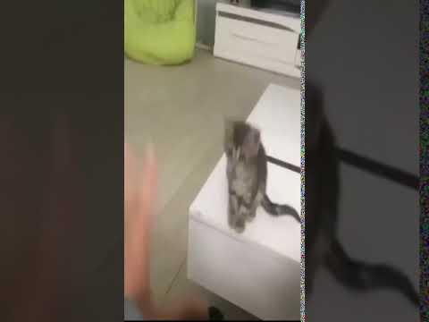 Funny Cat Video #Shorts