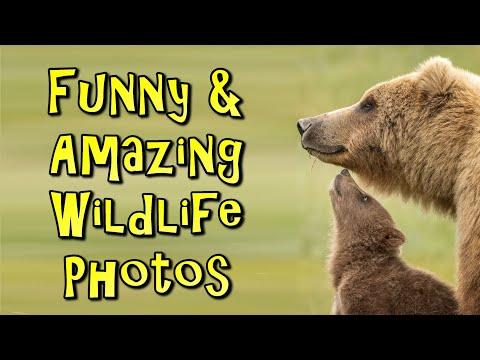 Funny And Amazing Wildlife Photos From Around The World #Video