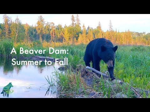 Web Cam On A Beaver Dam: Summer to Fall #Video