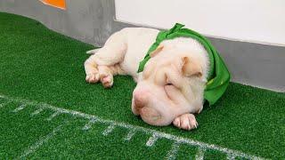 Game Day Revisited: Puppy Bowl XIV