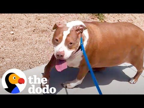 120 Pound Pitbull Undergoes Incredible Transformation #Video