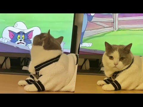 Kitty Didn’t Want Tom & Jerry to End Video