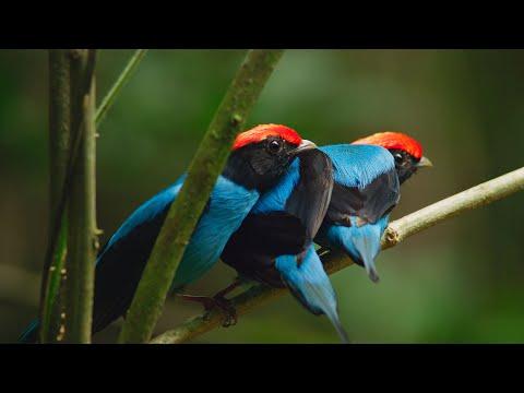 Manakin birds have all best dance moves | Seven Worlds, One Planet | BBC Earth