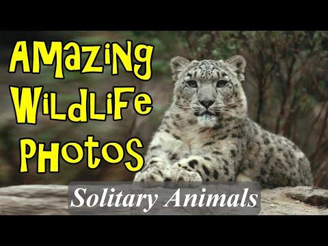 Amazing Wildlife Photography Solitary Animals #Video