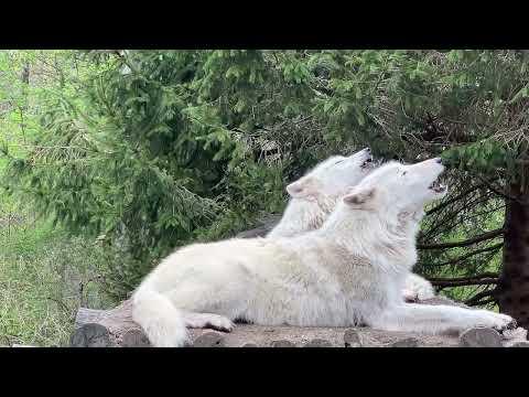 Together as One, Two Wolves Share Their Ancient Song #Videov
