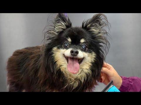 When A Pet Groomer Books In Their Pet...You Know It's Going To Be Rough #Video