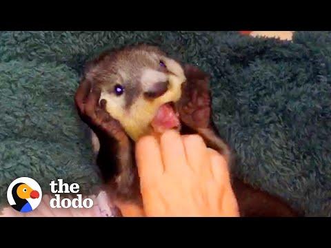Orphaned Baby Otter Follows Kids Up From River #Video