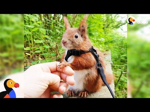 Squirrel Who Falls From Roof Finds Dad Who Won't Give Up on Him - TINTIN #Video