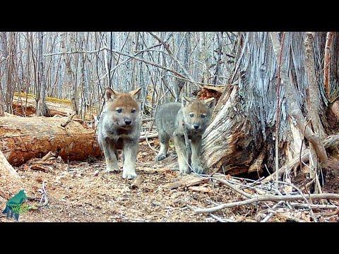 What happens after wolves abandon a den... #Video