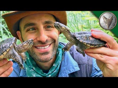 Baby Turtle Savin' is a Hobby! Brave Wilderness