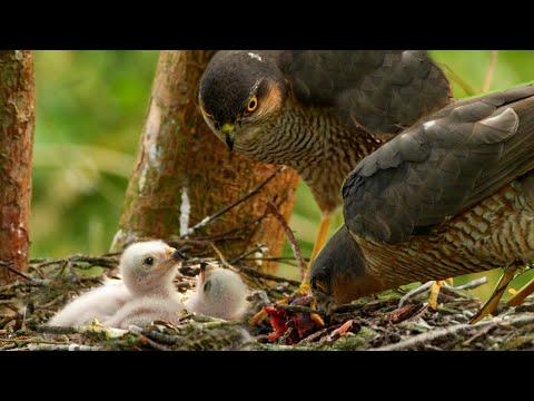 Male vs Female Sparrowhawks Food Delivery Styles | Discover Wildlife | Robert E Fuller #Video
